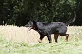 BEAUCERON 445